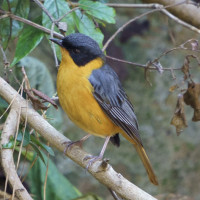 Chorister Robin-Chat